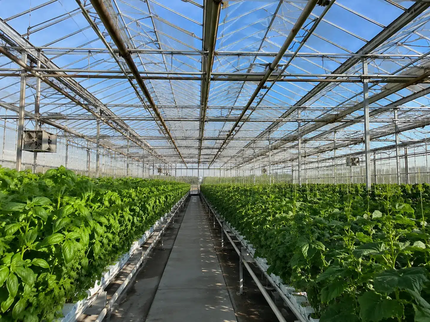 Interior of a large commercial greenhouse with rows of crops