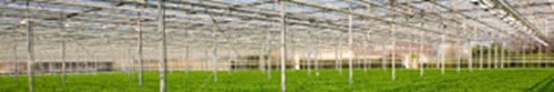 Green Tec